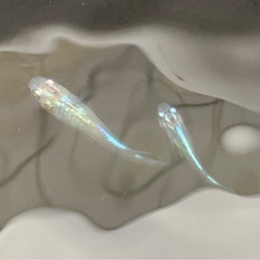 青と銀のコントラストが綺麗！ 幹之ロングメダカの画像