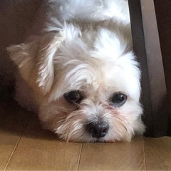 ミックス　男の子　ビションフリーゼとペキニーズ