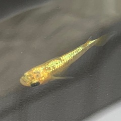 極上！黄金色に輝くサンシャインメダカの画像
