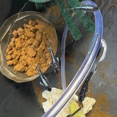 【はやたんメダカ】☆ミッドナイトフリル体外光☆ 1ペア 成魚 格安販売 現物販売の画像