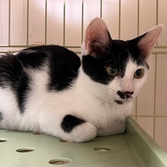白黒　子猫　甘えん坊