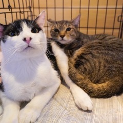 ハチワレ　子猫　人なれ抜群