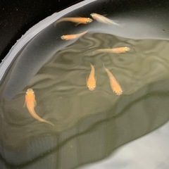 メダカの定番！  楊貴妃メダカの画像