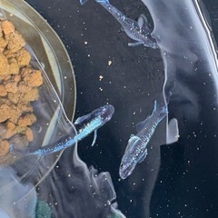 【はやたんメダカ】☆ミッドナイトフリル体外光☆ 1ペア 成魚 格安販売 現物販売 ②の画像