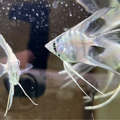 極S品　ブルーメタリックベールテールエンゼルフィッシュの稚魚　6匹のみの画像