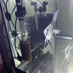 極S品　ブルーメタリックベールテールエンゼルフィッシュの稚魚　6匹のみの画像