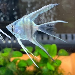 極S品　ブルーメタリックベールテールエンゼルフィッシュの稚魚　6匹のみの画像