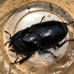 ◎阿古谷産オオクワガタ新成虫ペア＋♀ last◎♂74、♀47,42（配送の場合着払い）の画像