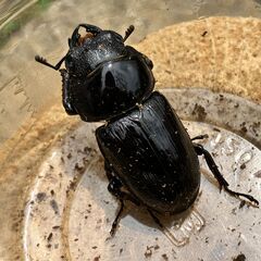 ◎阿古谷産オオクワガタ新成虫ペア＋♀ last◎♂74、♀47,42（配送の場合着払い）の画像