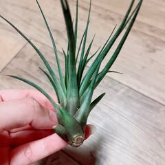 育てやすい！エアプランツ3種の画像