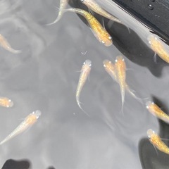 桜子町メダカの画像