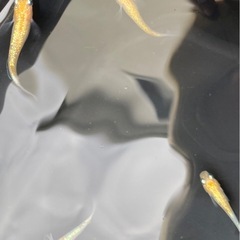 桜子町メダカの画像