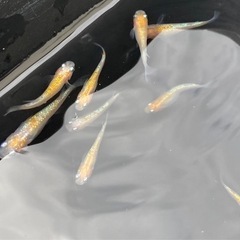 桜子町メダカの画像