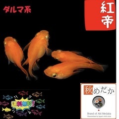 メダカ 紅帝ダルマ紅帝半ダルマ の画像