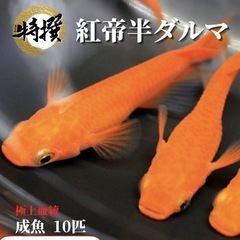 メダカ 紅帝ダルマ紅帝半ダルマ の画像