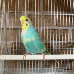 セキセイインコの里親募集