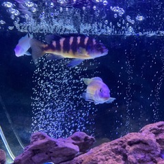 アフリカンシクリッド　3種　雄の画像