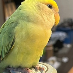 迷子のコザクラインコを探してます