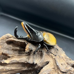 【ミサワジ産】即ブリ!!DHエクアトリアヌス ♂単93mm(120mm)  ※送料事前連絡にて変更可 ※直接受け渡しに変更可の画像