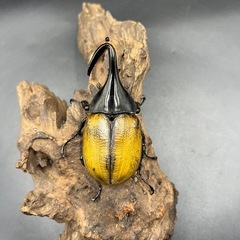 【ミサワジ産】即ブリ!!DHエクアトリアヌス ♂単93mm(120mm)  ※送料事前連絡にて変更可 ※直接受け渡しに変更可の画像