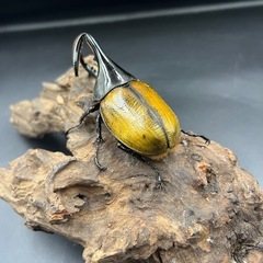【ミサワジ産】即ブリ!!DHエクアトリアヌス ♂単93mm(120mm)  ※送料事前連絡にて変更可 ※直接受け渡しに変更可の画像