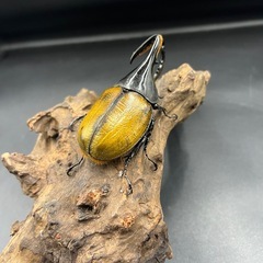 【ミサワジ産】即ブリ!!DHエクアトリアヌス ♂単93mm(120mm)  ※送料事前連絡にて変更可 ※直接受け渡しに変更可の画像