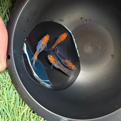 【はやたんメダカ】☆来光☆ 針子〜稚魚 5匹セット格安販売 の画像