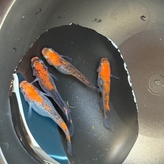 【はやたんメダカ】☆来光☆ 針子〜稚魚 5匹セット格安販売 の画像