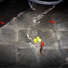 【はやたんメダカ】☆来光☆ 針子〜稚魚 5匹セット格安販売 の画像