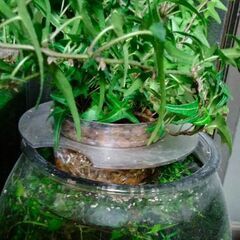 アイビー。ベタ、植物と魚を育てられます。水草。レッドラムズホーンつき。（メダカ、金魚、グッピー、小魚に）の画像