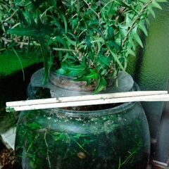 アイビー。ベタ、植物と魚を育てられます。水草。レッドラムズホーンつき。（メダカ、金魚、グッピー、小魚に）の画像