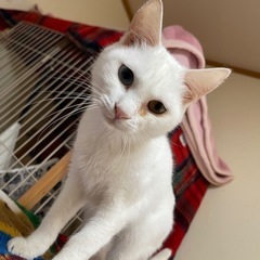 【緊急】キャットケージ譲って下さい！！