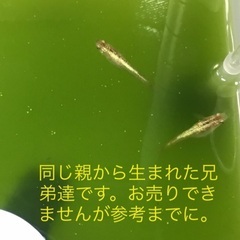 今年生まれの琥珀ラメ10匹です。の画像