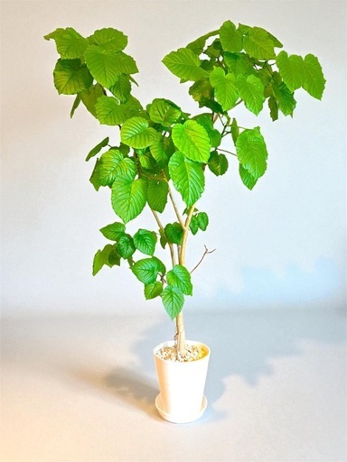 ウンベラータ　観葉植物　190cm 2025.9.28撮影