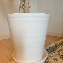 ウンベラータ　観葉植物　190cm 2025.9.28撮影の画像