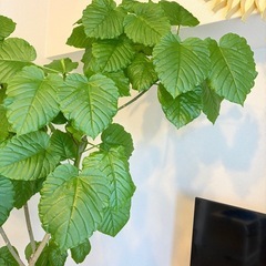 ウンベラータ　観葉植物　190cm 2025.9.28撮影の画像