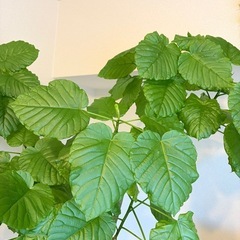 ウンベラータ　観葉植物　190cm 2025.9.28撮影の画像