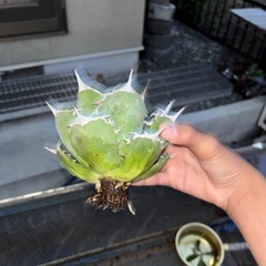 アガベチタノタ阿修羅の画像