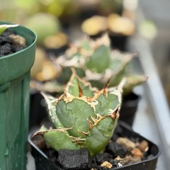 アガベ　チタノタ　シーザーの画像