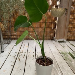 決まりました。モンステラの画像