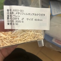 メタリフェルホソアカクワガタ♂1の画像