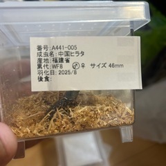 中国ヒラタクワガタ♂1の画像
