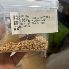 エレガントゥルスコクワガタ♂1の画像