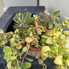 🪴ミニ多肉植物寄植①の画像