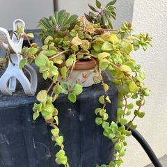 🪴ミニ多肉植物寄植①の画像