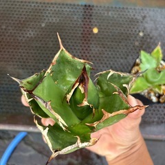 アガベチタノタの画像