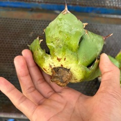 アガベチタノタの画像