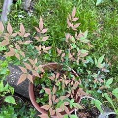 【決まりました】南天の幼木の里親さん募集中 の画像