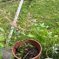 【決まりました】南天の幼木の里親さん募集中 