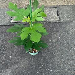 西洋イチジク挿し木苗（アーチペル）最終苗の画像